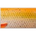 Savage Gear 3D Roach Glider 18cm/65g 06 - Goldfish