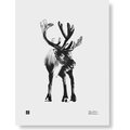 Teemu Järvi Paper Poster Small, 30 x 40 cm Reindeer