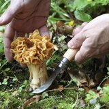 Opinel Mushroom knife beechwood handle