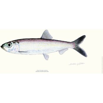 Sakke Yrjölä Baltic herring poster, 23 x 50 cm